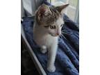 Hermes Domestic Shorthair Kitten Male