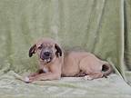 Popeye Neapolitan Mastiff Puppy Male