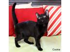 Cookie-6959 Domestic Mediumhair Kitten Female