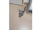 Elle Domestic Shorthair Young Female