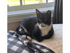 Blackbeard Domestic Shorthair Young Male