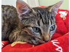 Petey (Courtesy Post) Domestic Shorthair Young Male