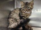 Pyra Domestic Mediumhair Kitten Female