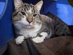 Boone Domestic Shorthair Adult Male