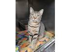 Lydia Domestic Shorthair Young Female