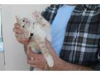 Ohen Domestic Shorthair Kitten Female