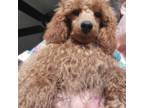 Poodle (Toy) Puppy for sale in Mansfield, TX, USA