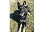 Luna Shepherd German Shepherd Dog Adult Female