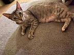 Penelope Domestic Shorthair Young Female