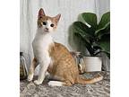 Radley Domestic Shorthair Kitten Male
