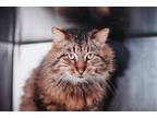 69582a Grayson-Pounce Cat Cafe Domestic Longhair Adult Male