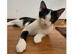 Moby Domestic Shorthair Kitten Female