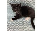 Penne Domestic Shorthair Kitten Female