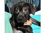 Nando Labrador Retriever Puppy Male