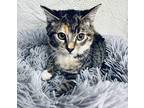 TURKEY BIRD Domestic Shorthair Kitten Female