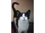 69752A Polly-Pounce Cat Cafe Domestic Shorthair Adult Female