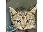 Margo Domestic Shorthair Kitten Female