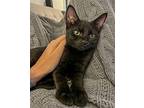 Binx Domestic Shorthair Kitten Male