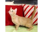 Freddy-3682 Domestic Mediumhair Kitten Male
