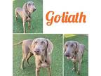 Goliath Weimaraner Young Male