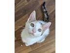 Persephone Domestic Shorthair Kitten Female