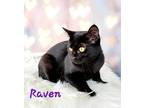 Raven Domestic Shorthair Kitten Female