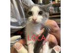 Lola Domestic Shorthair Kitten Female