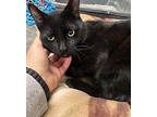 Prince Midnight Domestic Shorthair Young Male