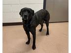 Daisy Cane Corso Adult Female