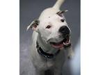 Jaeger American Bulldog Adult Male