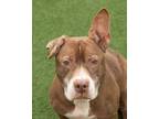 Windy American Pit Bull Terrier Senior Female