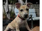 Derek Mixed Breed (Medium) Puppy Male