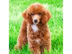 Poodle (Toy) Puppy for sale in Syracuse, IN, USA