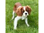 Cavalier King Charles Spaniel Puppy for sale in Middlebury, IN, USA