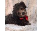 Poodle (Toy) Puppy for sale in Hollywood, FL, USA