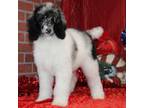 Mutt Puppy for sale in Pittsburg, KS, USA