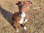 Twizzler Boxer Young Female