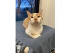 Cupcake Domestic Shorthair Young Male