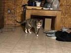 Momma Domestic Shorthair Young Female