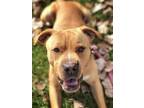 Magnum Boxer Adult Male