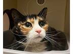 Callie Domestic Shorthair Senior Female