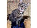 Regina Domestic Shorthair Young Female