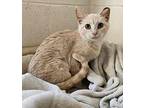 Quincy Domestic Shorthair Kitten Female