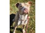 Caine American Pit Bull Terrier Adult Male