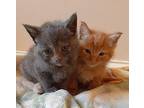 Weed Wacker - In Foster Domestic Shorthair Kitten Female
