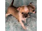 Chihuahua Puppy for sale in Bowling Green, KY, USA