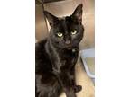 Kelvin Domestic Shorthair Young Male