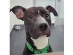 Eli 34215-d American Pit Bull Terrier Young Male