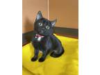 Clio Domestic Shorthair Kitten Female