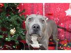 Zion American Pit Bull Terrier Adult Male